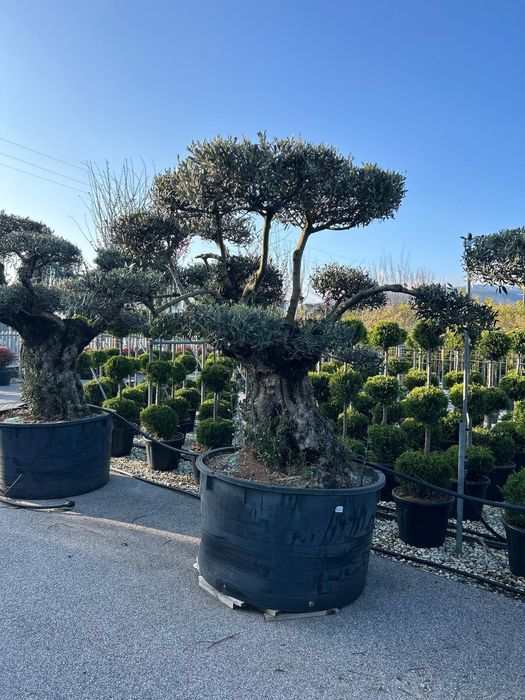 Măslini bonsai oferte