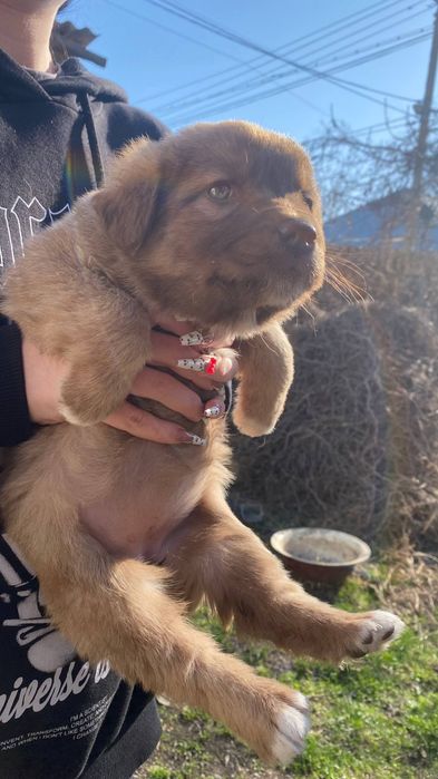 отдадим щенят в добрые руки