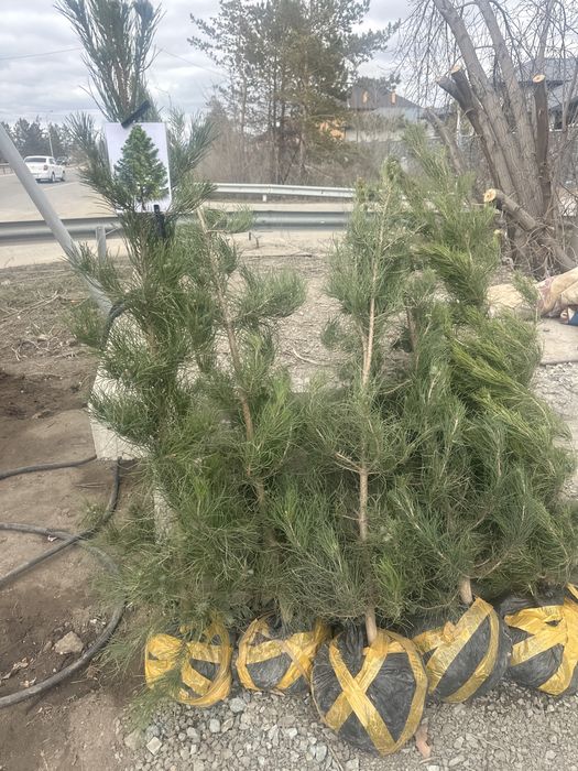 Туя Берёза Смородина Топл Сосна Яблони