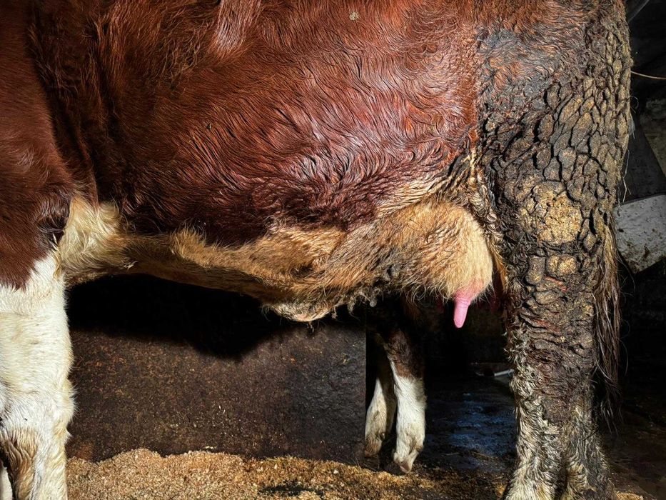 Vaca de vanzare 2 ani