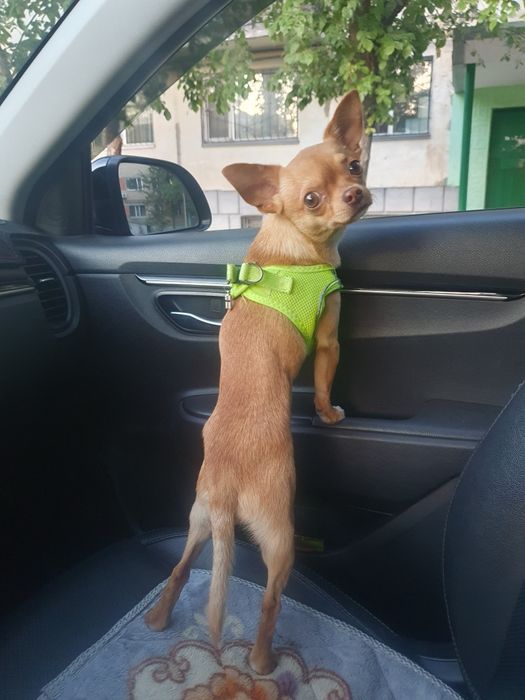 Чихуахуа кобель, вязка.