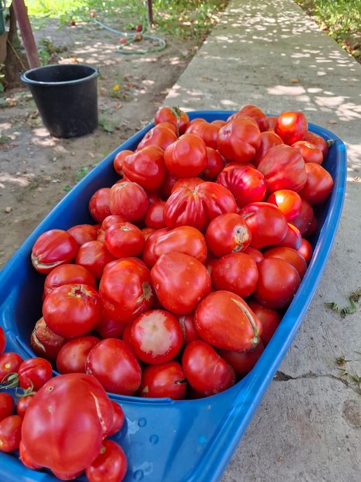 Roșii de vânzare