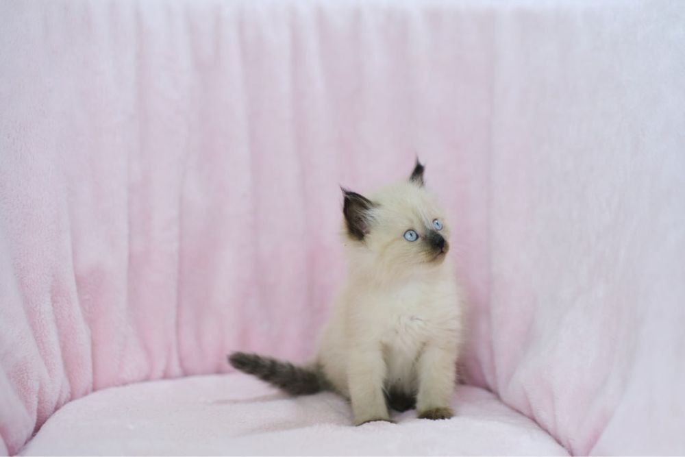 Сиамские котята мальчики