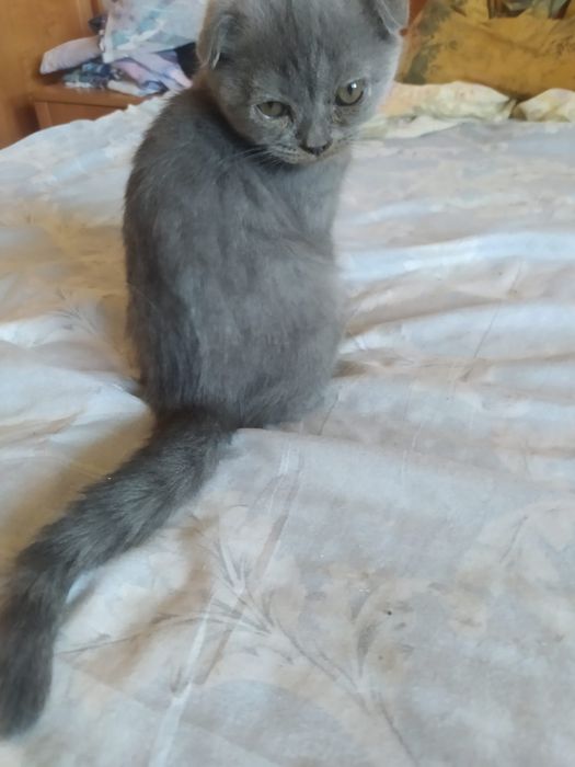 Котята шотландцы