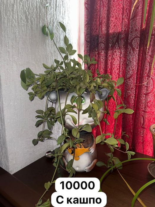 Продам разные комнатные цветы