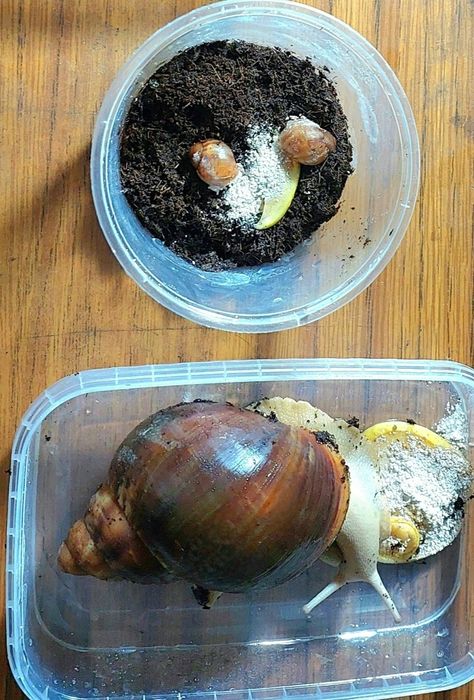 Улитки архахатины