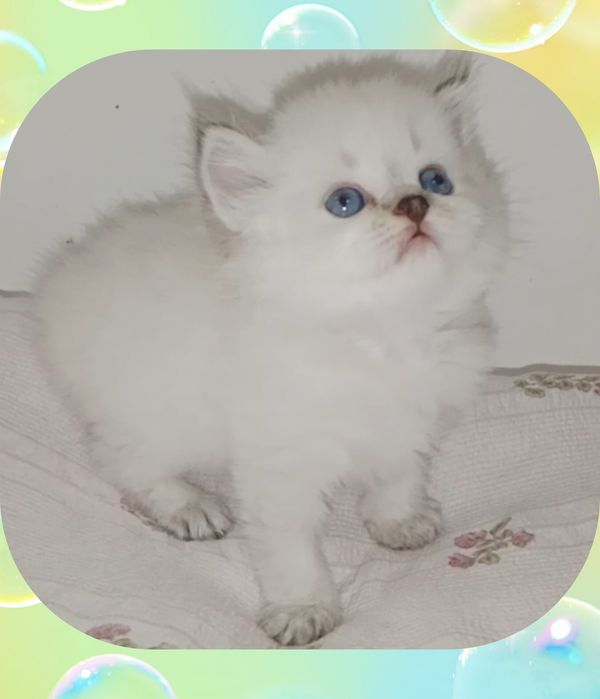 Котёнок Колор Поинт серебристый хайленд копия папа