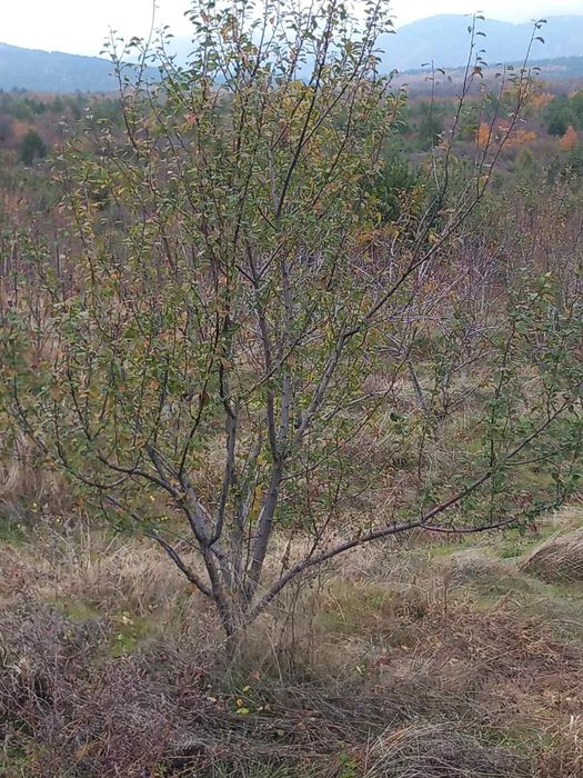 Продава се Земеделски имот в с. Мазарачево, Област Кюстендил -  кв.м за 2733 €/дка - Снимка #3