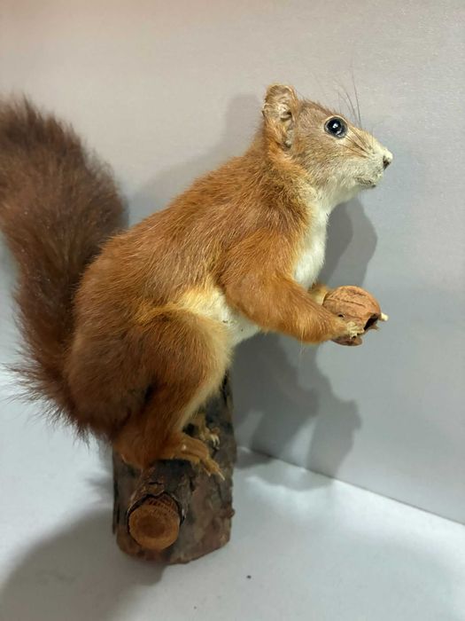 Animale inpaiate ,taxidermie