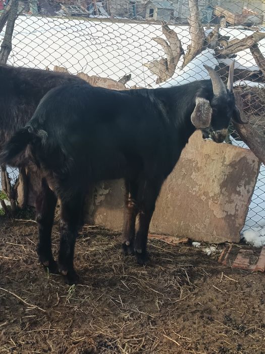 Vând țap anglonubian vârstă 1 an
