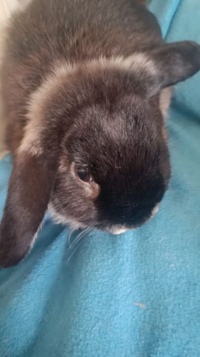 Продам карликовых кроликов