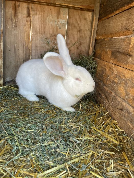 Vand mascul urias german alb