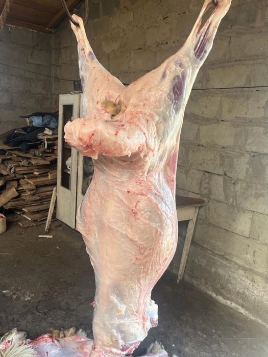 Кой сатамын