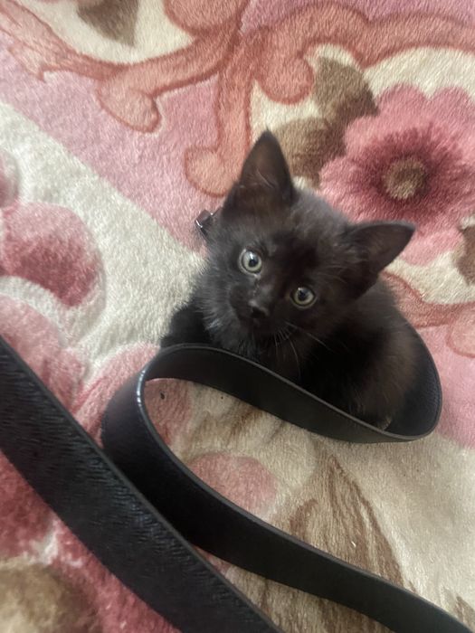 Отдам котят девочек