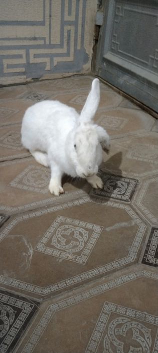 Buĝoz quyonlar sotiladi