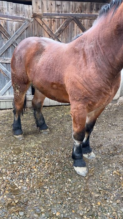 Manz si manza de vanzare