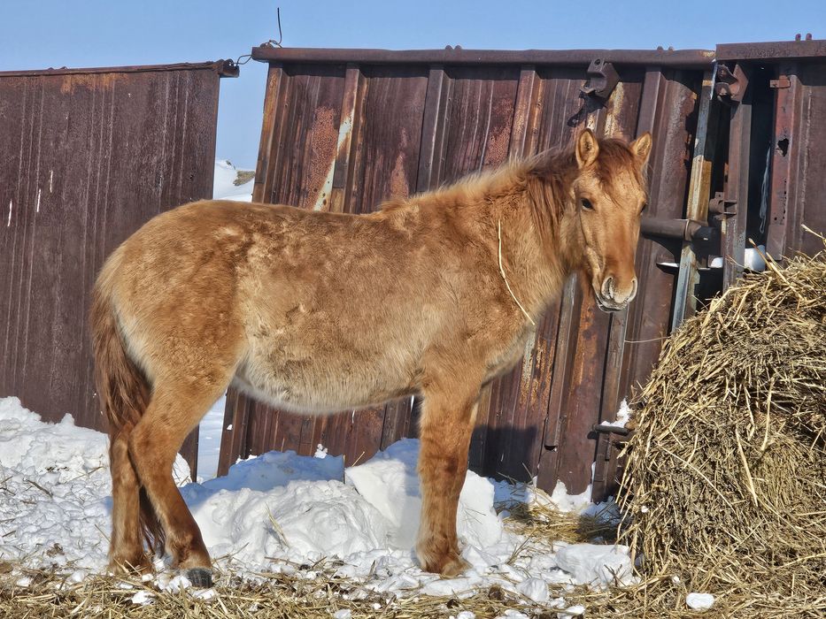 Мұғалжар тұқымы Құнандар сатамын