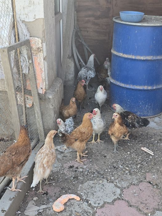 Продам Кур Доминант.Цыплята