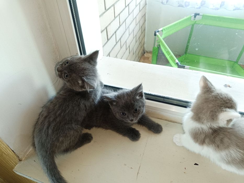 Отдам котят в надёжные руки