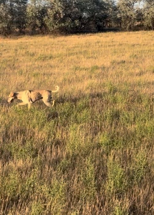 Тазы Сатылады -тазы продается