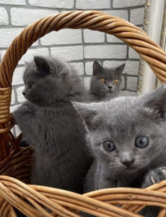 Котяьа к лотку приучены,  девочки