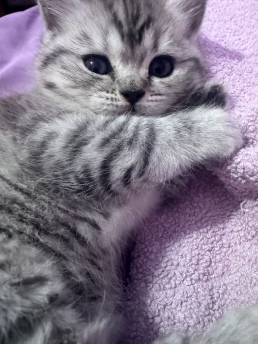 Serebristiy shinshila sotiladi