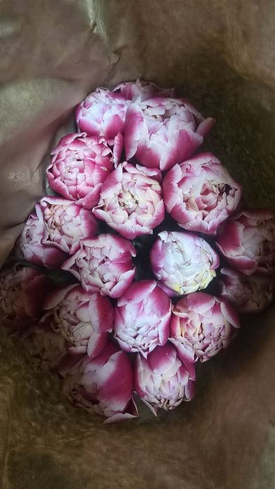 Цветы Тюлпаны оптом и розницу