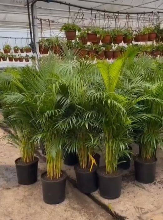 Пышный Дипсис Пальма