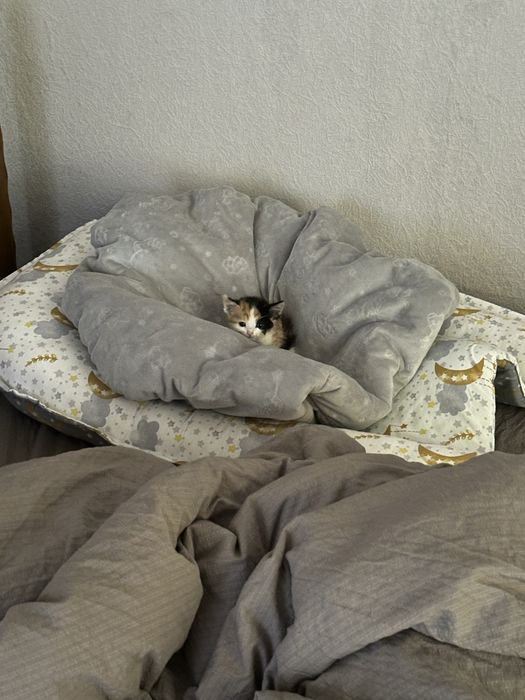 котенок, девочка, 3 недели всего, бесплатно