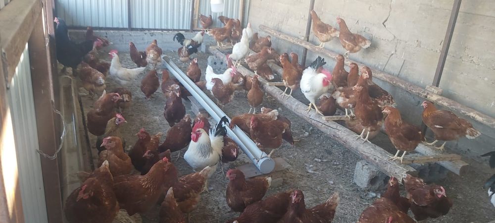 Продам куриц ломан браун