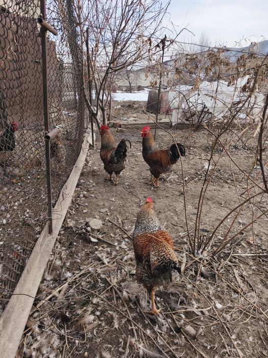 Петухи 2025 года