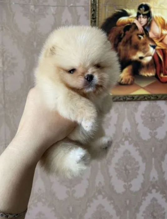 Померанский шпиц, щенок