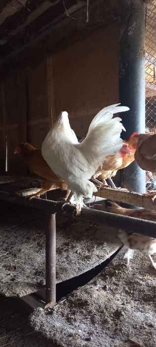 Петух молодой чита