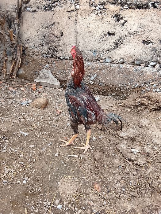 Дакан кораз сатылад