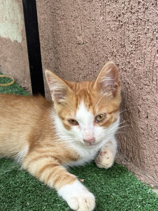 Ofer spre adoptie 4 pisoi