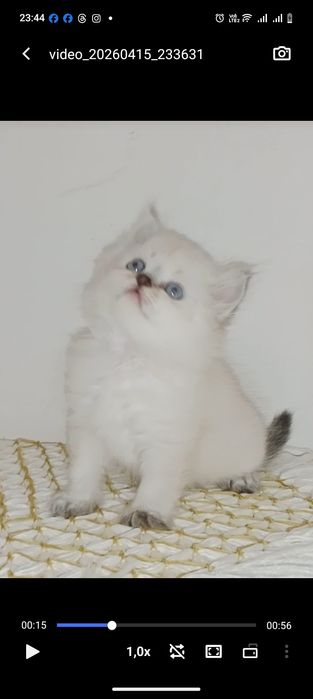 Роскошные Котята  колор Поинт