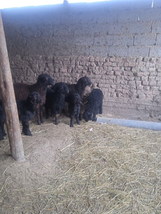 Козылар сатылады кой козы