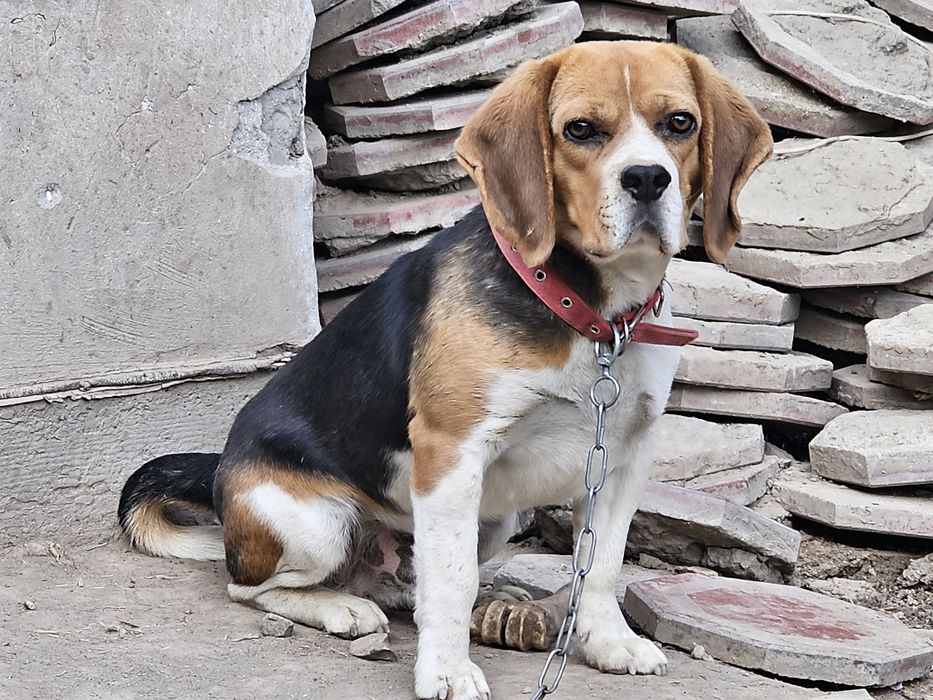 Бигл зотли кучук сотилади