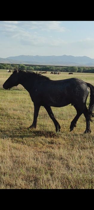 Құлынды биелер үйірімен сатылады