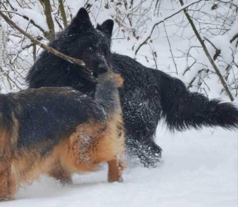 ‼️ЩЕНКИ немецкой овчарки‼️