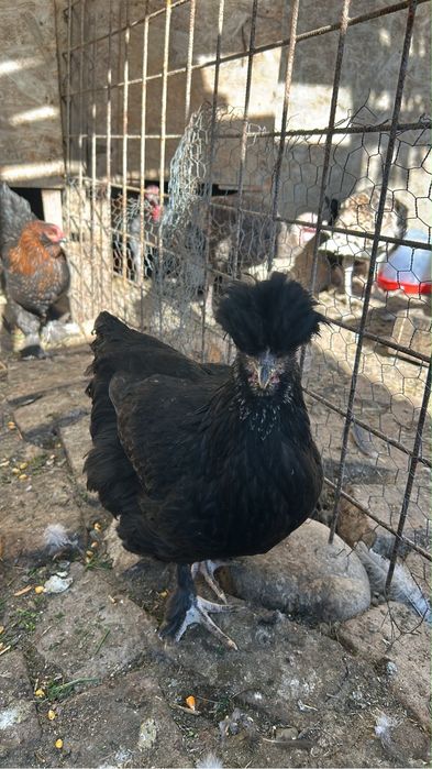 Gaini si cocosi din primavara