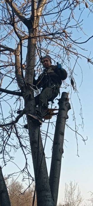 Спил деревьев Ағаш кесеміз