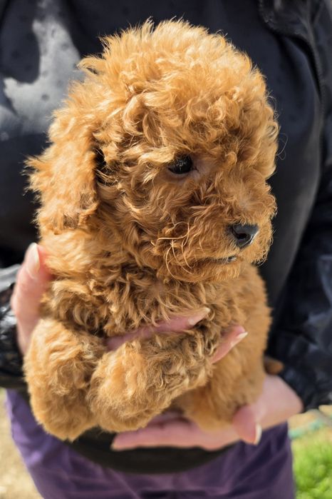 Той пудел Toy Poodle