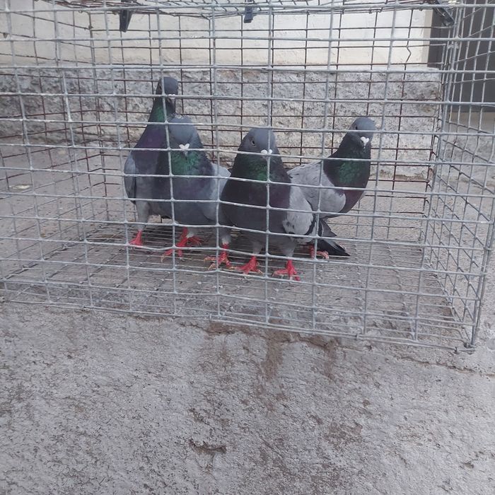 Сизи бакинцы лет с игрой