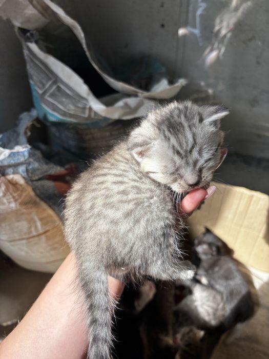 5- пятеро милых котят