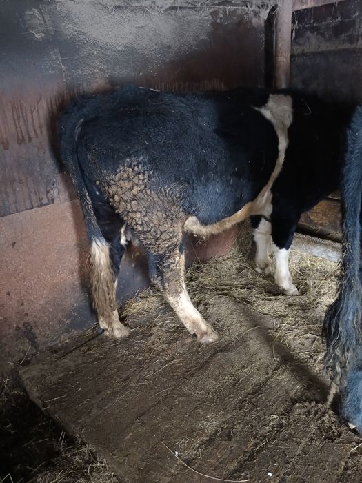 Продам мясо говядина