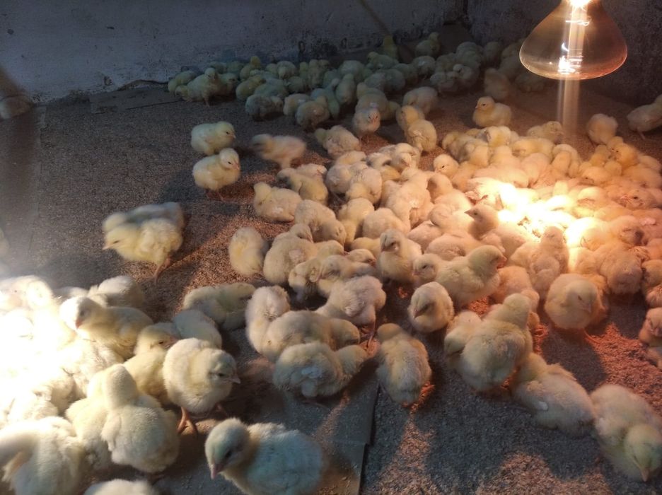Продам бройлерных цыплят