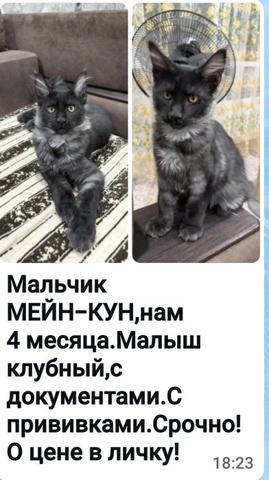 Продам котят Мейн-Куны.