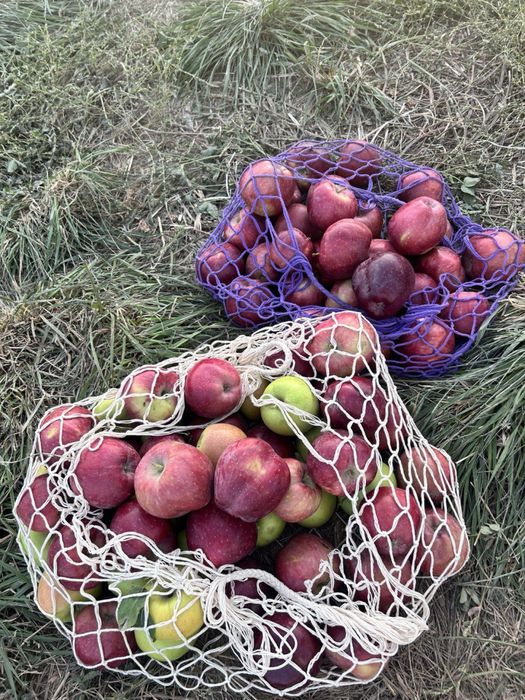 Авоська сумка цвета разные