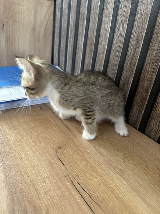 Отдам котят в любящие руки